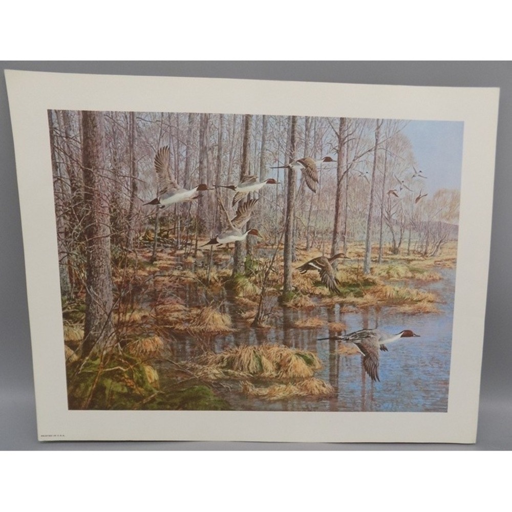 Tom Beecham Flock Of Pintail Ducks Wildlife Art Print 11"x14" Marsh